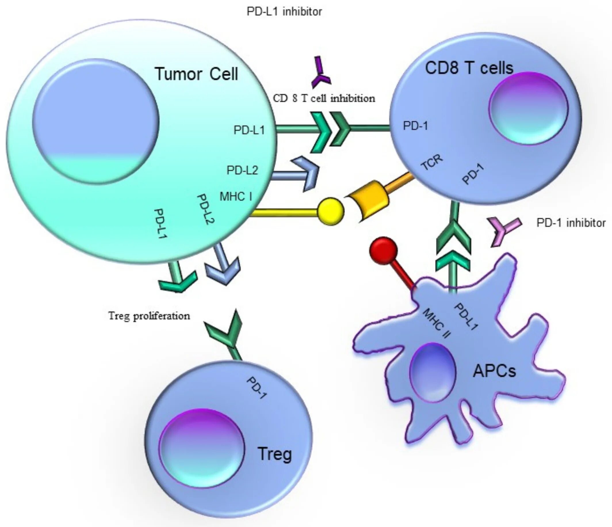 PD-1 and PD-l1 inhibitors. PD-l1 Pathway. PD-l1. Экспрессия pd1.