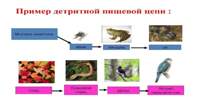 Составить пищевую цепь из 5 звеньев. Детритная пищевая цепь. Пастбищные и детритные цепи питания. Детритная цепь питания в реке. Пищевые Цепочки детритные.