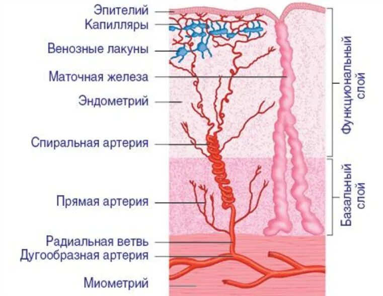 Эндометрия сосудов. Базальный и функциональный слой эндометрия. Строение функционального и базального слоя эндометрия матки. Строение эндометрия матки анатомия. Маточные спиральные артерии гистология.