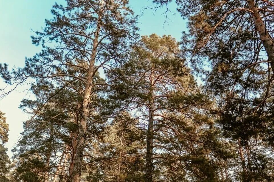 Забайкальский край проблема