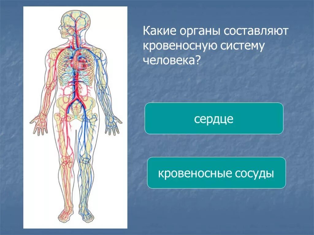 В какую систему органов входит сердце. Кровеносная система человека. Органы кровеносной системы. Кровенгсную система человека. Органы кровеносьной системычеловека.