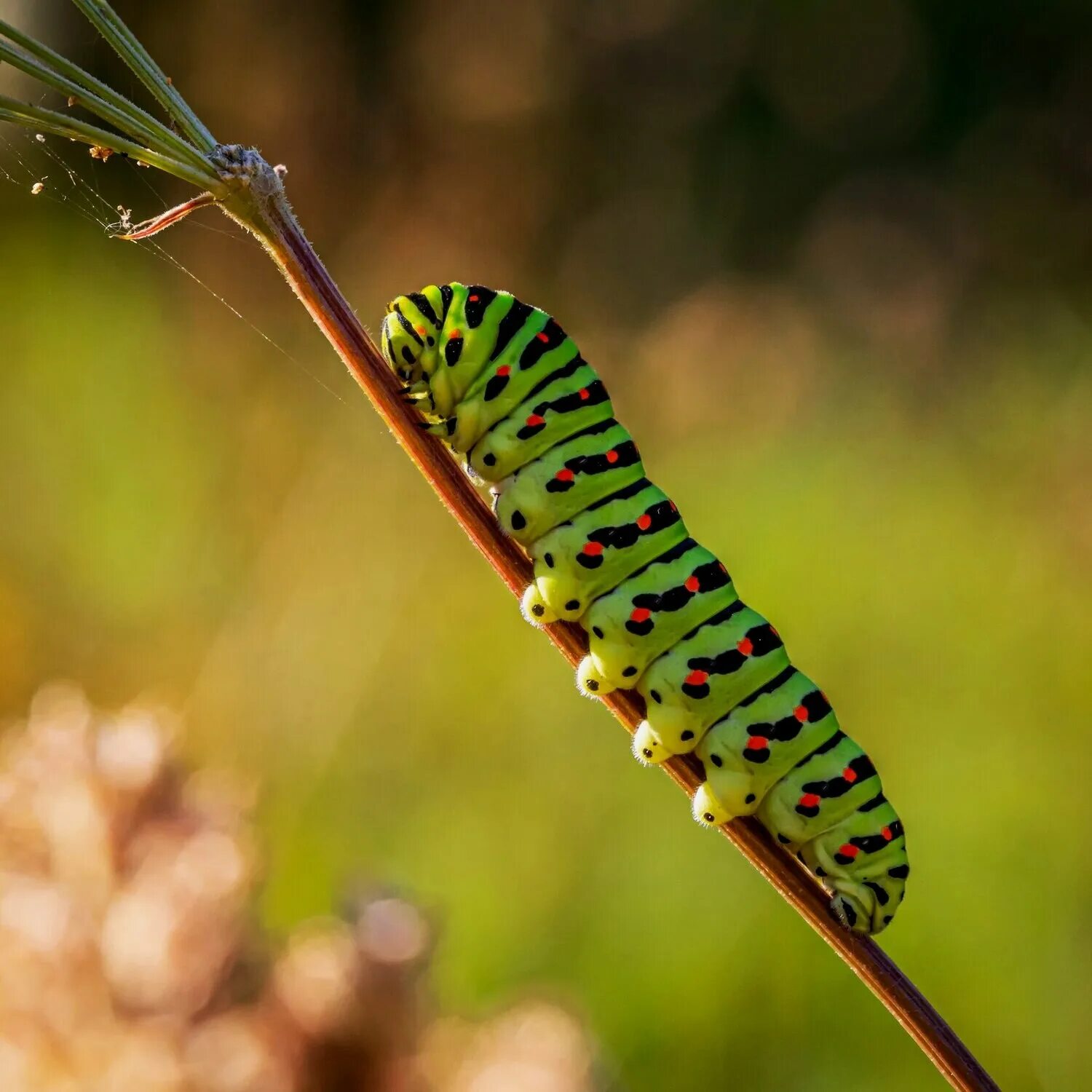 Гусеница бабочки 7. Papilio Machaon гусеница. Caterpillar гусеница бабочка. Крапивница бабочка гусеница. Гусеница бабочки шоколадницы.