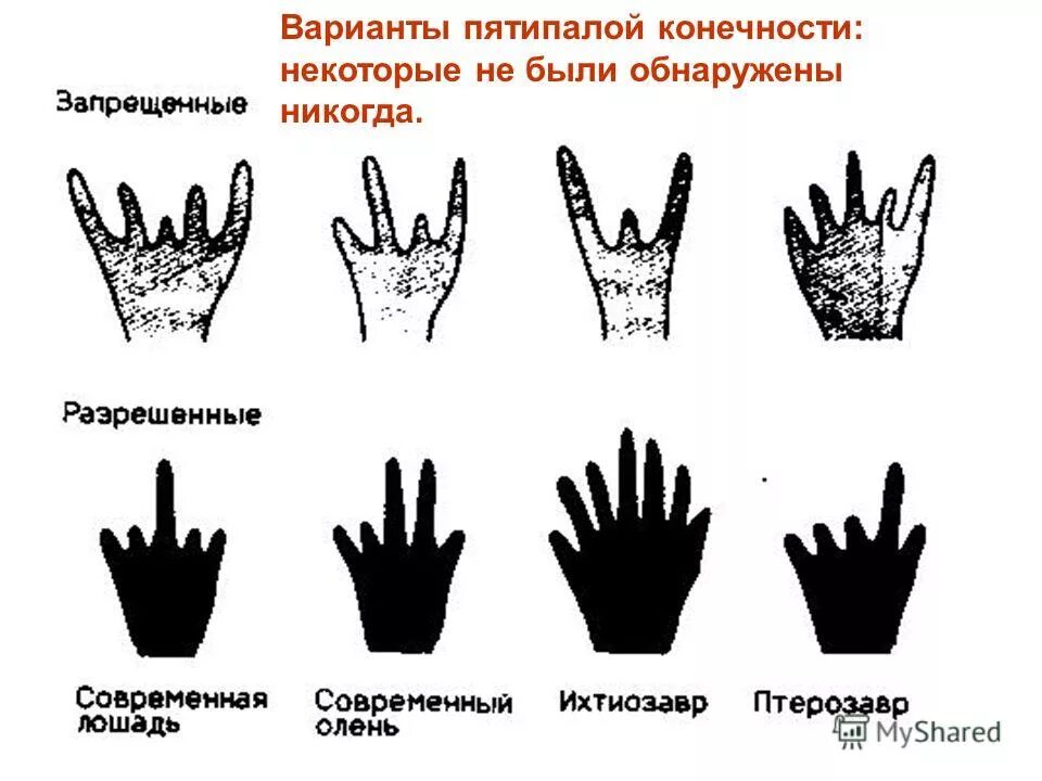 Пятипалый тип конечности. Пятипалый тип конечности. Пяипальные конечности. Конечность рычажного типа у млекопитающих. Пятипалая конечность у млекопитающих.