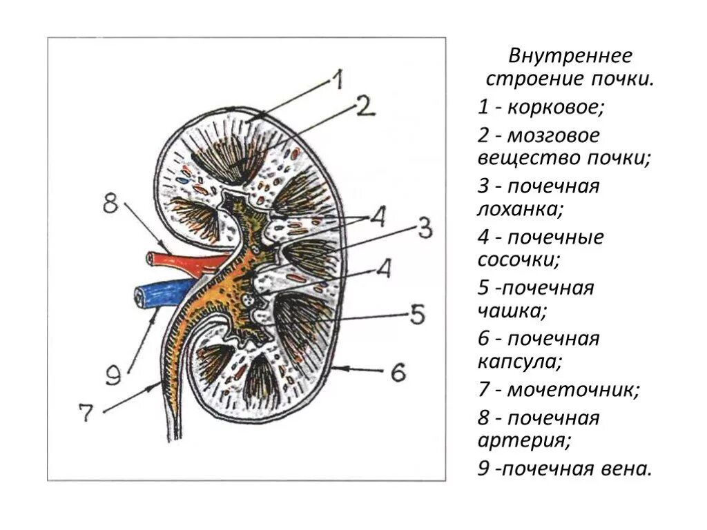 На рисунке 2 изображено строение почки. Строение почек человека внутренние строение. Наружнее строение почки анатомия. Внешнее и внутреннее строение почки. Внутри почек структура.