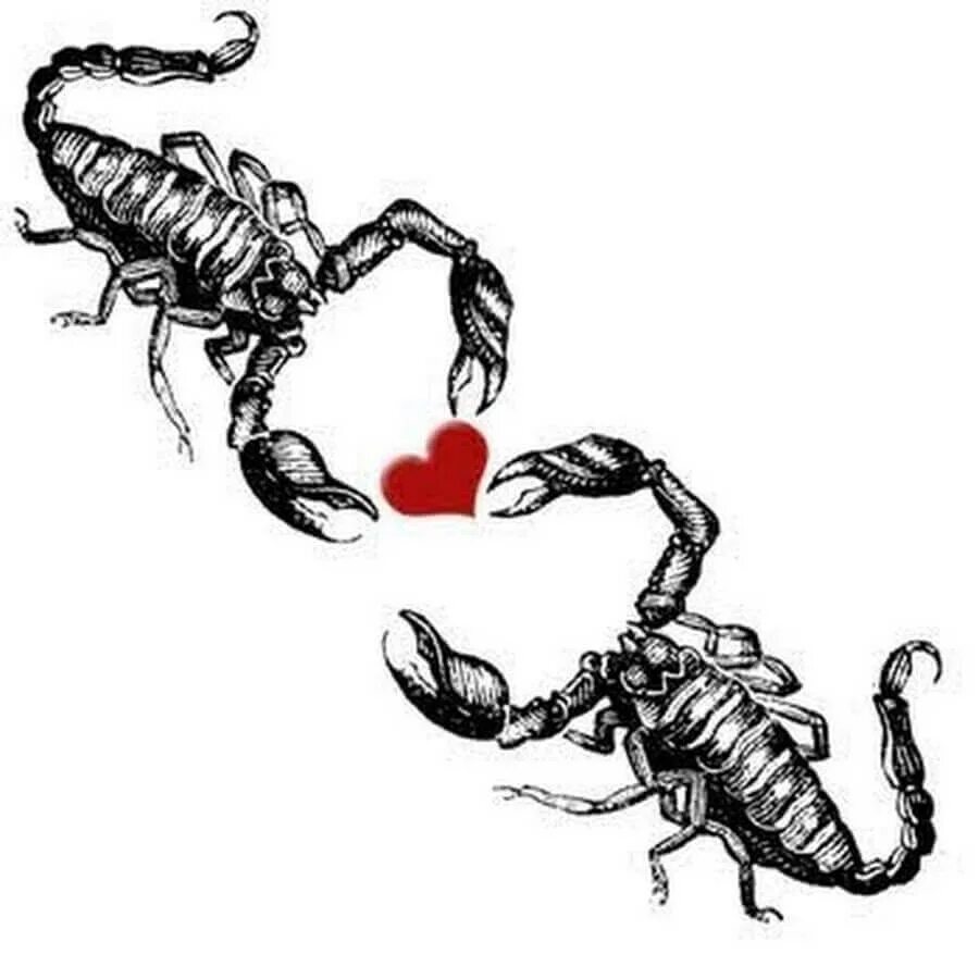 Скорпиона мужчины скорпионов союз. Скорпионы. Скорпион рисунок. Стилизованное изображение скорпиона. Влюбленные Скорпионы.