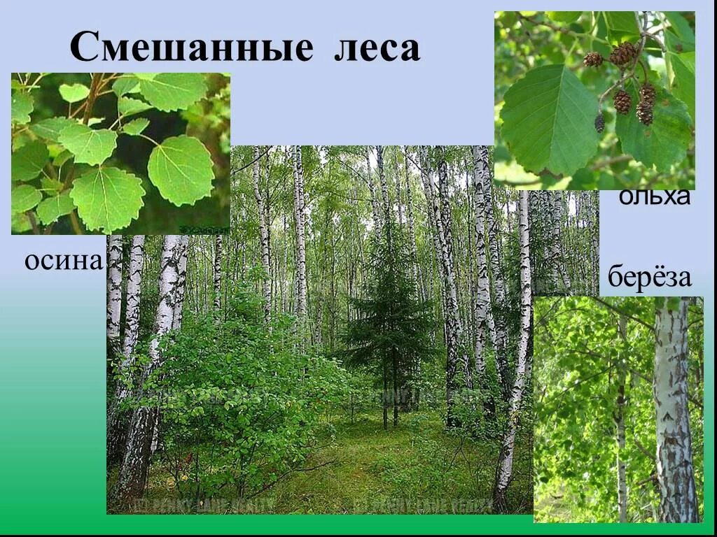 В этом лесу есть осина