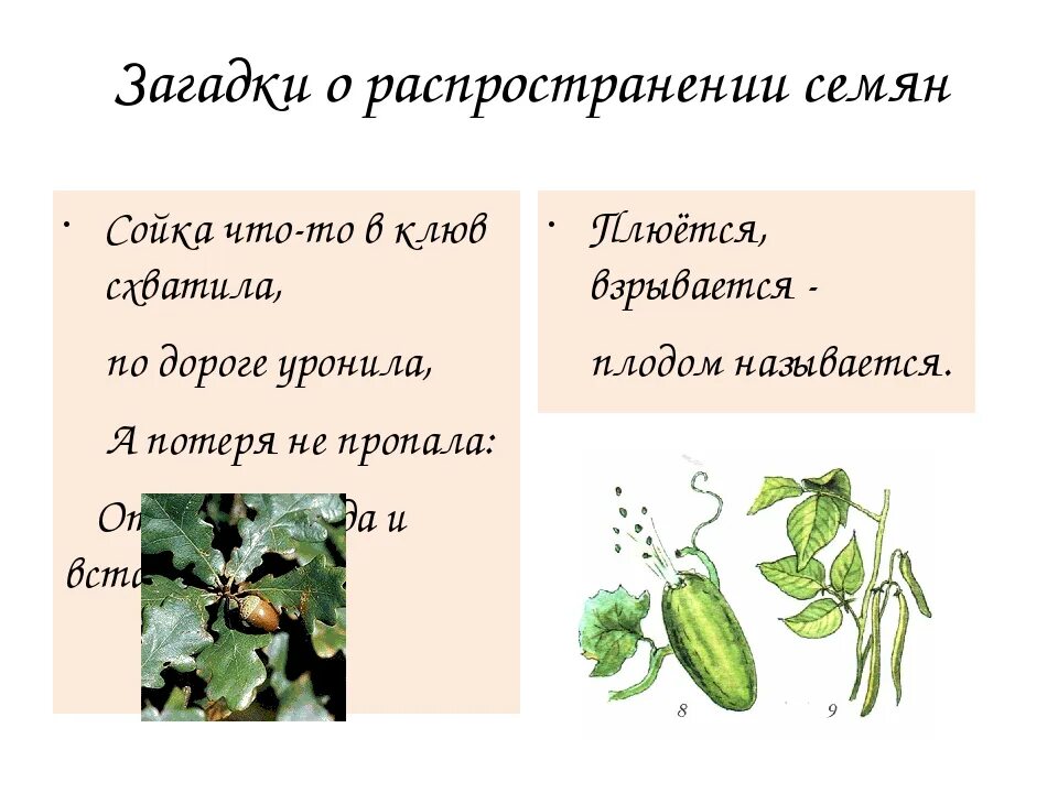 Текст про семена. Загадки про растения по биологии. Загадка о семени. Загадка о семени растения. Загадки по биологии.