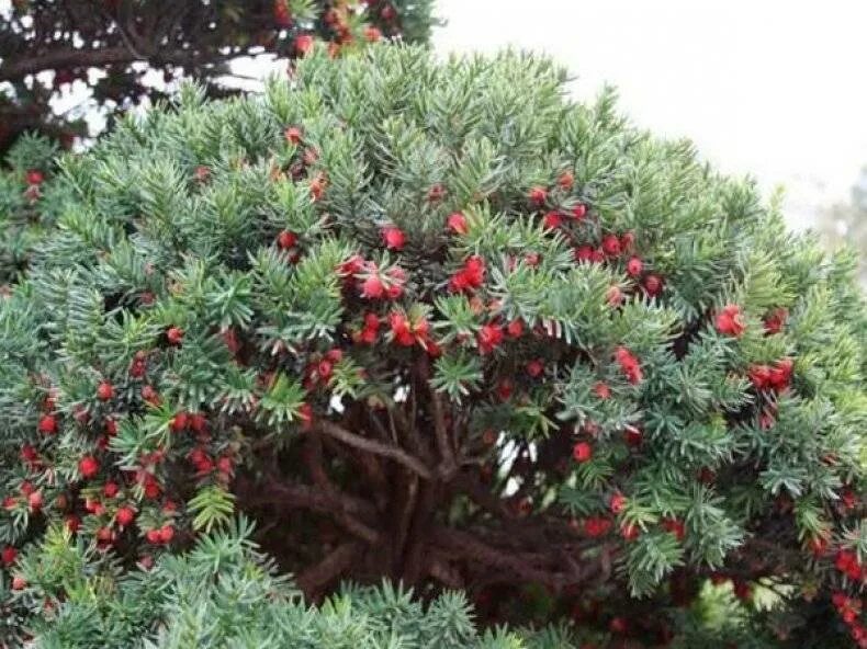 Тис (Тисс) ягодный куст. Тис ягодный Taxus baccata. Тис коротколистный (Taxus brevifolia). Тис ягодный (Taxus baccata "David"). Кис растение