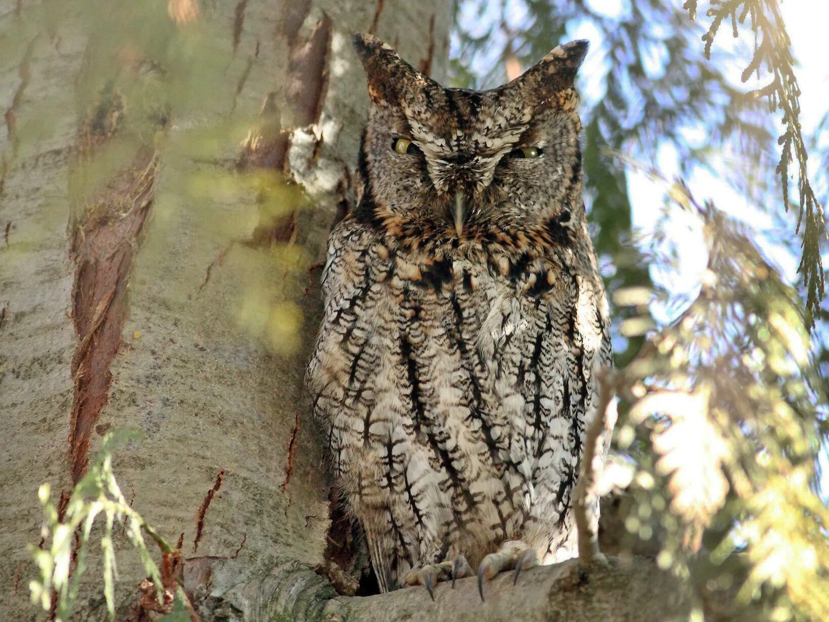 Screech sdbyrim. Ушастая Сова звуки. Screech Owl. Screech картинка.