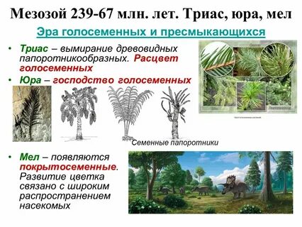 Эра господства голосеменных растений