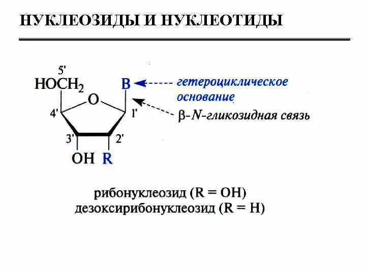 Формулы нуклеотидов. Структура нуклеозидов и нуклеотидов. Отличие нуклеотида от нуклеозида. Строение нуклеозидов. Строение нуклеозидов и нуклеотидов.