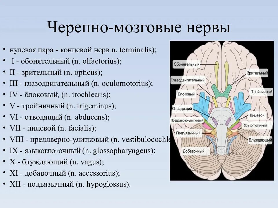 Области иннервации черепных нервов. 12 Пар черепно-мозговых нервов строение. Ядра 12 пар черепно мозговых нервов. Ядра 12 пар черепных нервов анатомия. 12 Пар черепных нервов анатомия головного мозга.