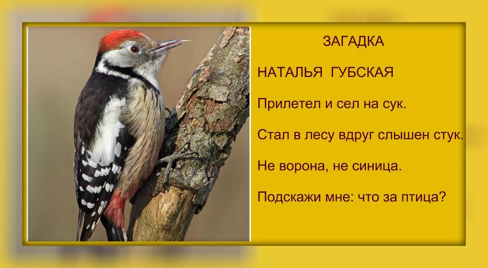 Дятел многое умеет. Дятел многое умеет. Птица дятел описание. Дятел описание для детей. Хорошо в лесу поют дрозды стучат дятлы диктант.