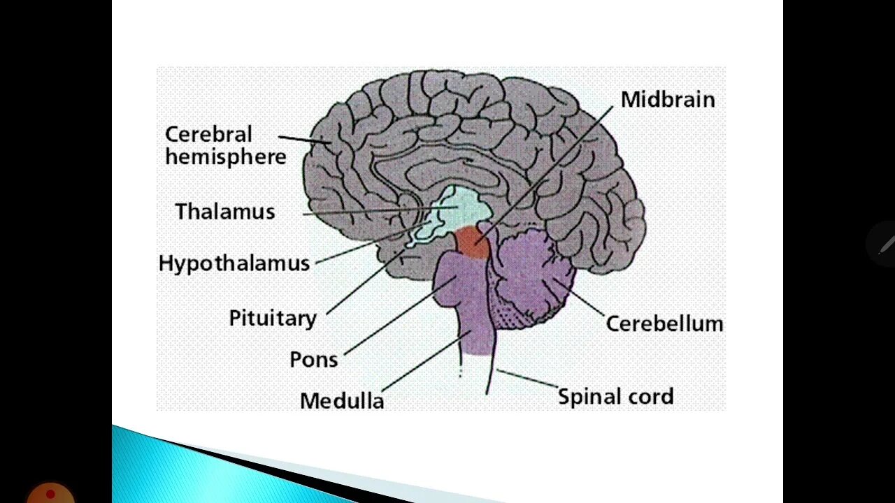 The structure of the brain. Brain structure. human brain parts. parts and structures of the brain. мозг на английском.