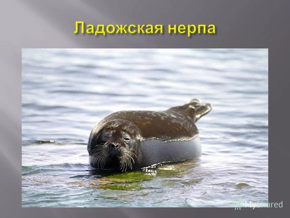 какие растения и животные реки невы