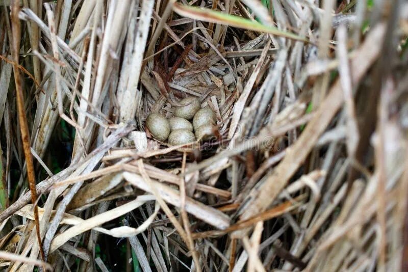 The nest of pea