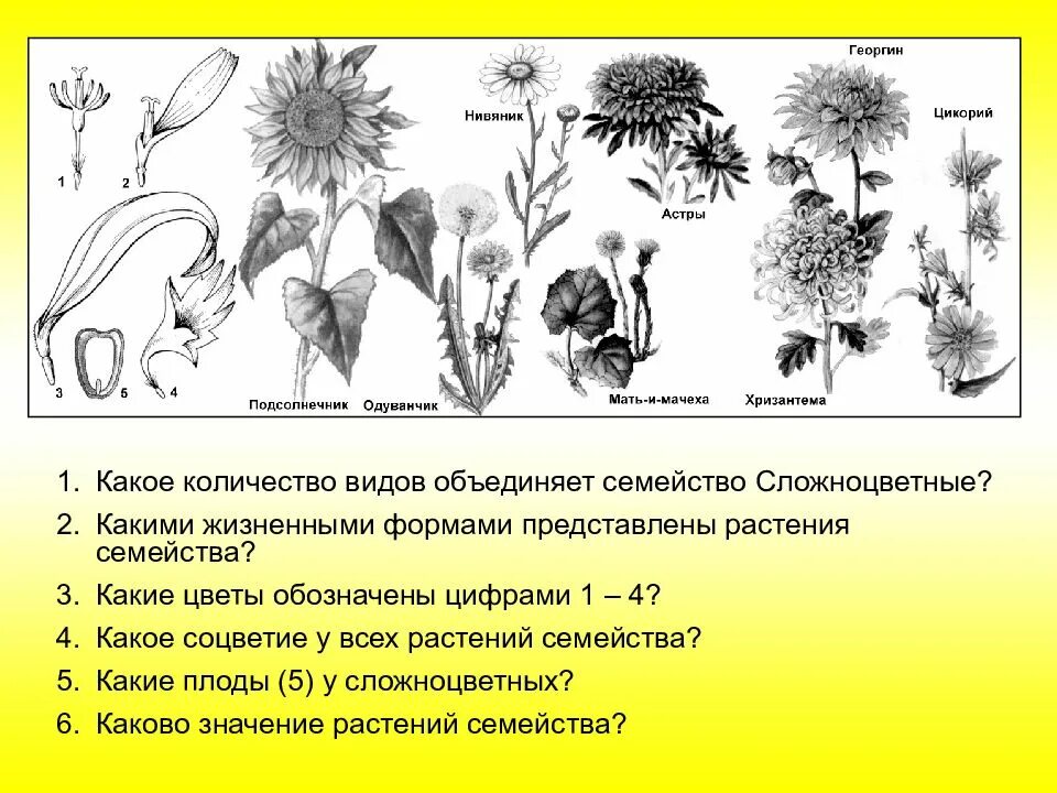 Сложноцветные форма жизни. Жизненные формы покрытосеменных растений. Жизненные формы сложноцветных растений. Семейство Астровые жизненные формы. Жизненная форма большинства сложноцветных