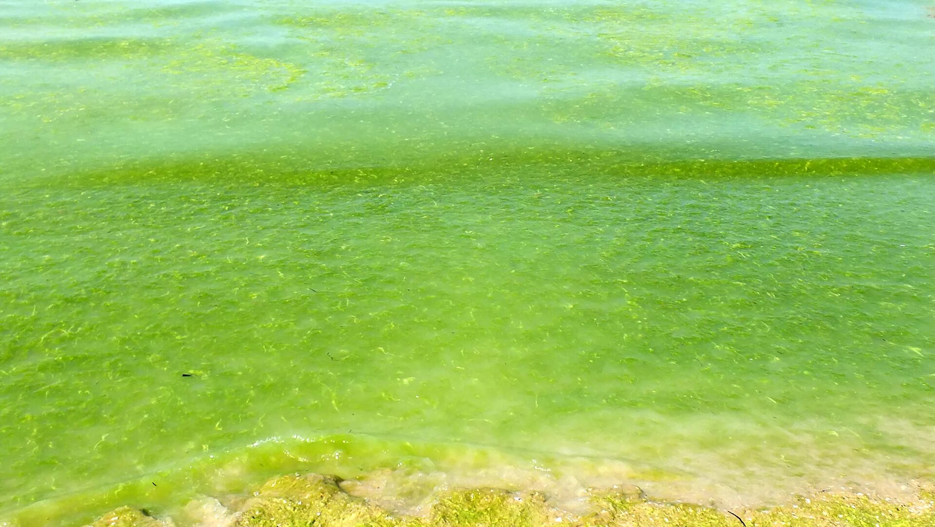 Цветет ли анапа. Джемете море цветет. Море Анапа Джемете водоросли. Черное море цветет Анапа. Джемете Анапа море цветет.