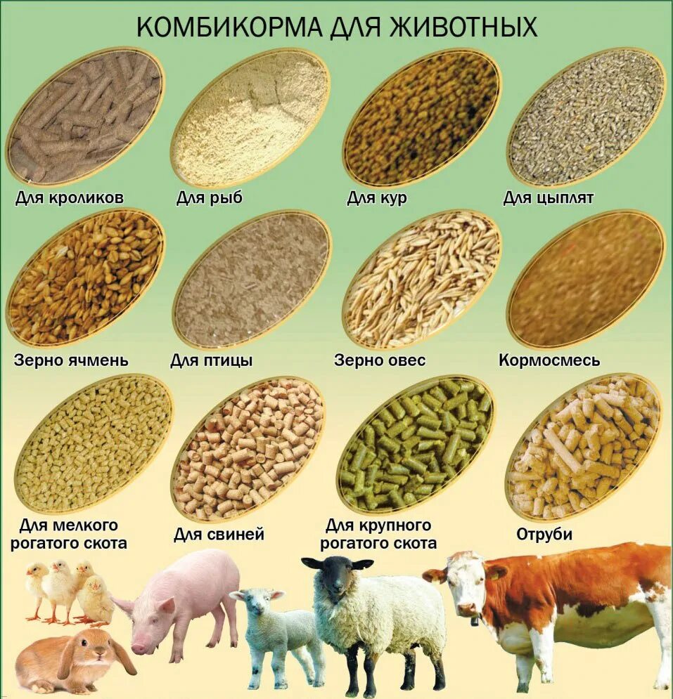 Основные группы растительных кормов. Комбикорма для животных. Корма для сельскохозяйственных животных. Виды кормов для сельскохозяйственных животных. Концентрированные корма СХ животных.