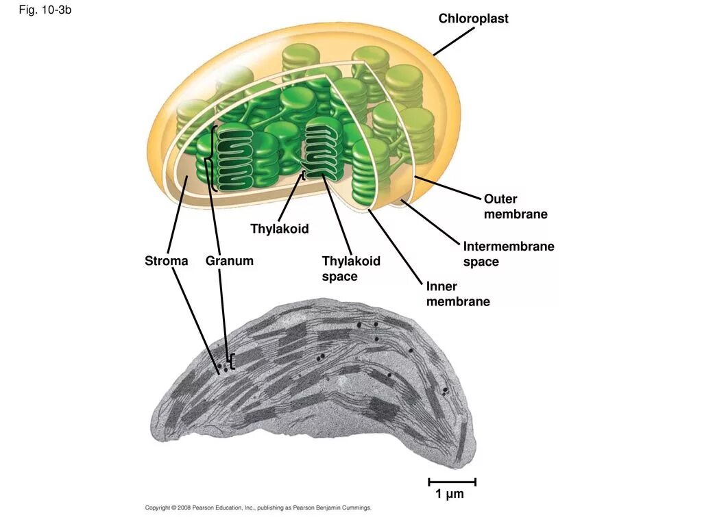 Умеренная строма. Chloroplast structure. строма. строма это в анатомии. строма рисунок.