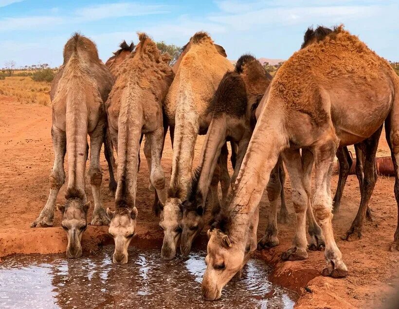 Засуха животные. Одногорбый верблюд в Австралии. Дикий одногорбый верблюд австралийский. Дромадер Австралия. Дикие Верблюды Австралии.
