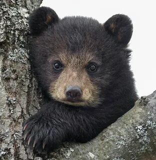 Little baby bear
