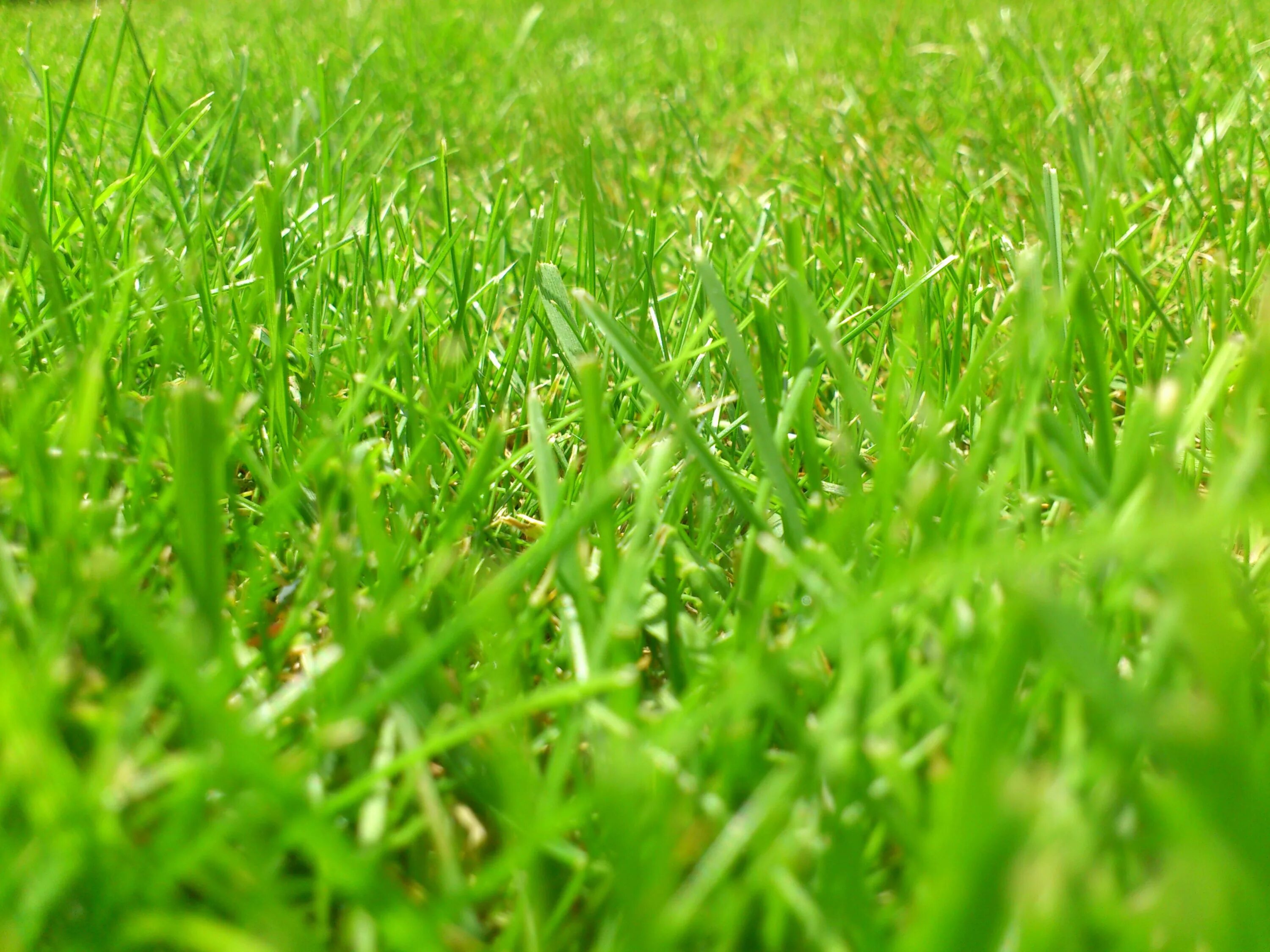 Зеленый луг купить. Зеленая трава. Зеленый газон. Трава фон. Трава луг.