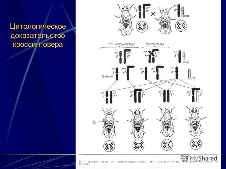 Т. Теория т моргана. Томас хайт морган теория наследственности. Т. Томас морган хромосомная теория наследственности.