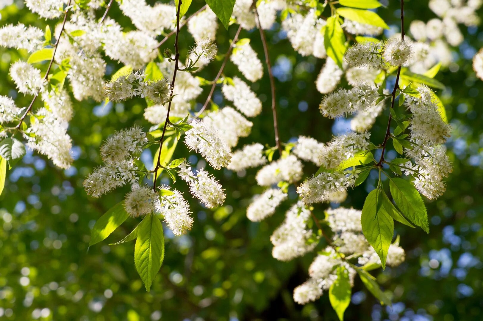 черемуха маака кустовая. черёмуха маака. черемуха маака фото. черемуха маака фото. черемуха дальневосточная.