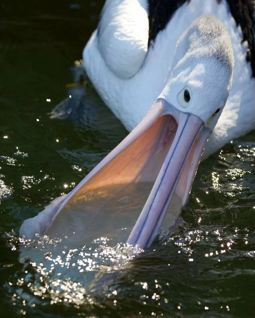 Австралийский очковый Пеликан. Пеликан водоплавающая птица. Клюв пеликана. Австралийский Пеликан клюв. Пеликан ловит рыбу