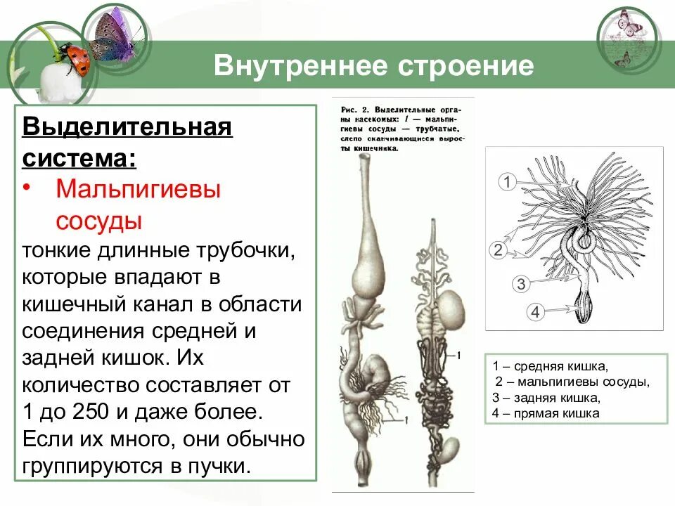 Какой класс имеет мальпигиевы сосуды. Мальпигиевы сосуды насекомых. Строение мальпигиевых сосудов насекомых. Выделительная система мальпигиевы сосуды. Строение выделительной системы насекомых.