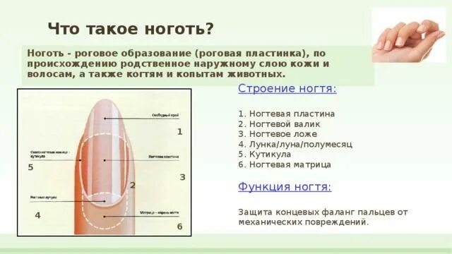 Корни ногтей находятся. Ногти строение и функции анатомия. Ногти особенности строения и функции. Строение ногтевой пластины теория. Строение ногтевой пластины слои ногтя.