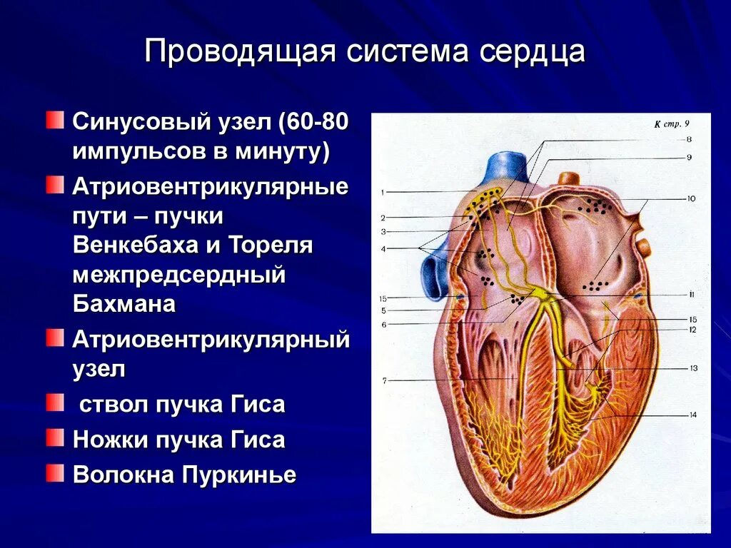 Пучок пуркинье. Схема строения проводящей системы сердца. Строение сердца синусовый узел. Проводящая система сердца атриовентрикулярный узел. Анатомические структуры проводящей системы сердца.