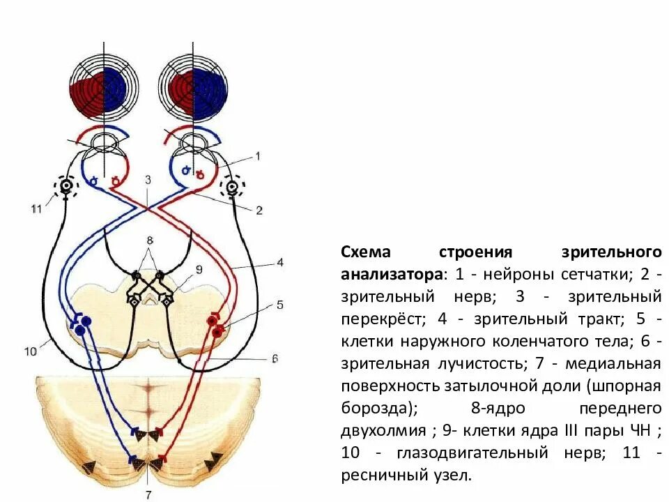 Проводниковым звеном зрительного анализатора является. Проводящие пути зрительного анали. Схему проводящих путей зрительного анализатора схема. Зрительный анализатор строение анатомия. Зрительный анализатор анатомия схема.