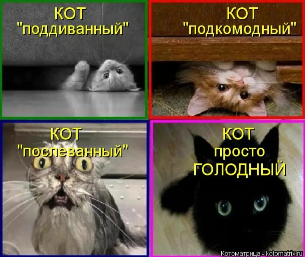 Мемы про котят. Мемы с котиками. Кот Мем. Смешные котики со словами. Мемы про котов.