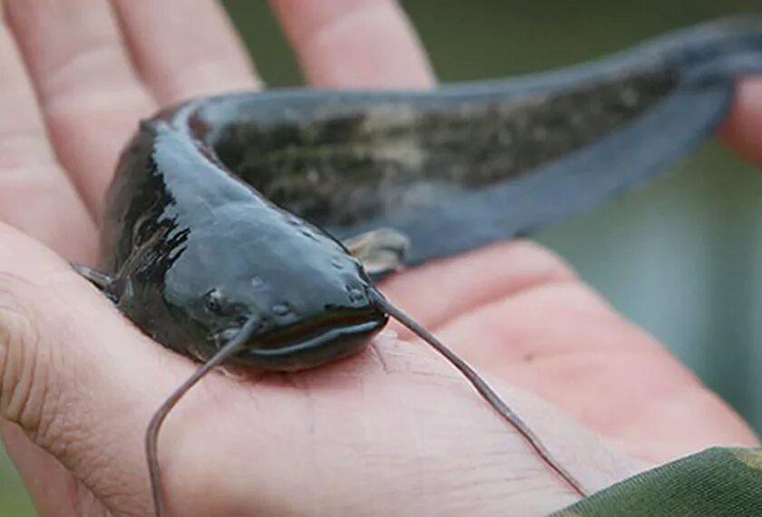 Обыкновенный сом маленький. Мраморный клариевый сом. Сомик усатый. Амурский сомик. Сом рыба.