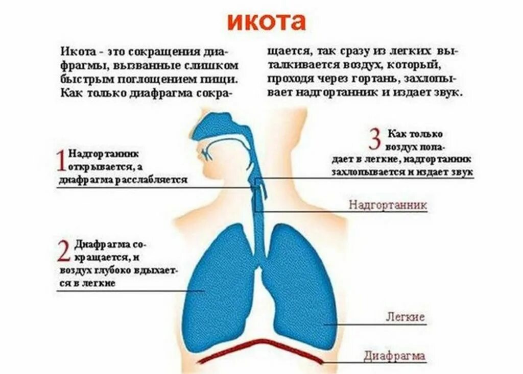 Икота. Процесс чихания. Почему человек икает. Дыхательная система человека.