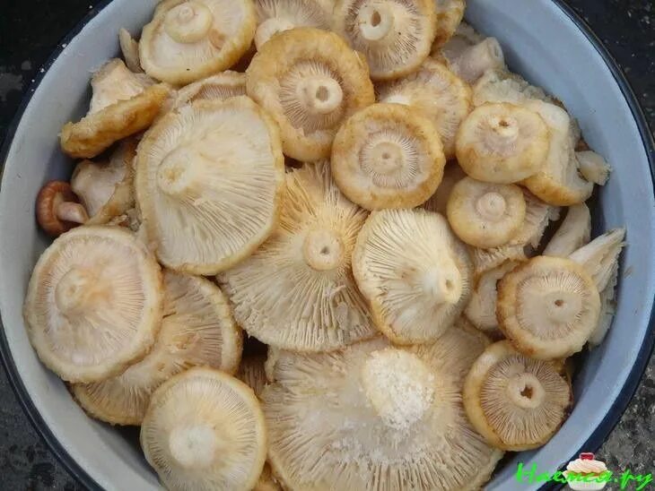 Сыросоленые грузди. Вкусные грузди. Белый груздь. Зеленый груздь. Грузди белые маринованные.