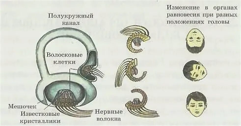 Вестибулярный аппарат таблица. Строение и функции вестибулярного аппарата. Структура вестибулярного аппарата строение функции. Строение и функции вестибулярного аппарата рисунок. Строение и функции вестибулярного аппарата рисунок 142.