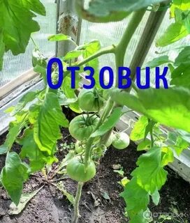 Томат фрекен бок отзывы