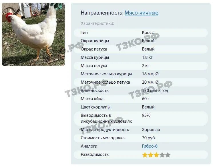 Бройлеры рейтинг. Мясные породы кур бройлеры. породы кур бройлеров. породы бройлеров кур лучшие для домашнего хозяйства. породы кур бройлеров с фотографиями.