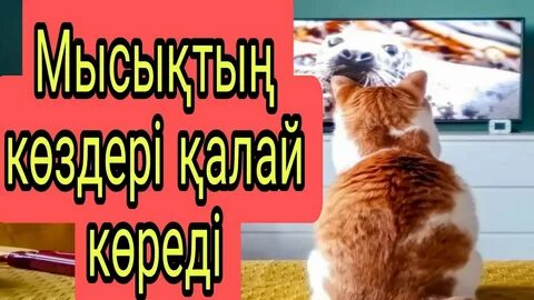 Жыныс мүшесінің қынапта қаншалықты жететінін көрсететін бейне