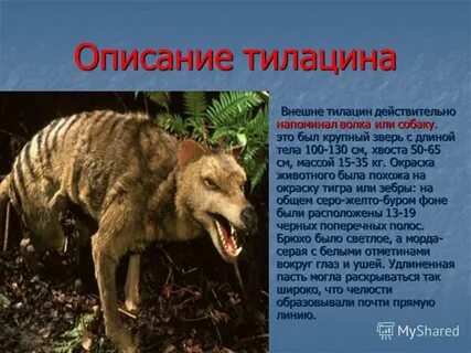 Книга описание животных