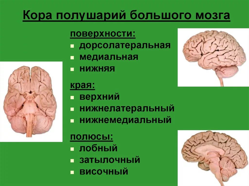 Поверхность больших полушарий головного мозга образована. Поверхности полушарий конечного мозга. Края полушарий большого мозга. Поверхности коры больших полушарий