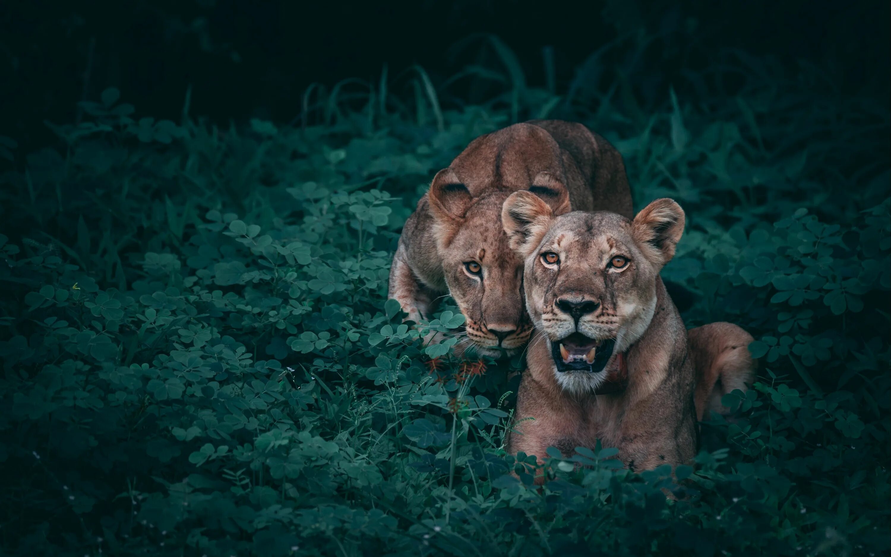 Олень в природе. Европейская лань беловежская пуща. Дикая природа 4. Олени в дикой природе. Волкособ.