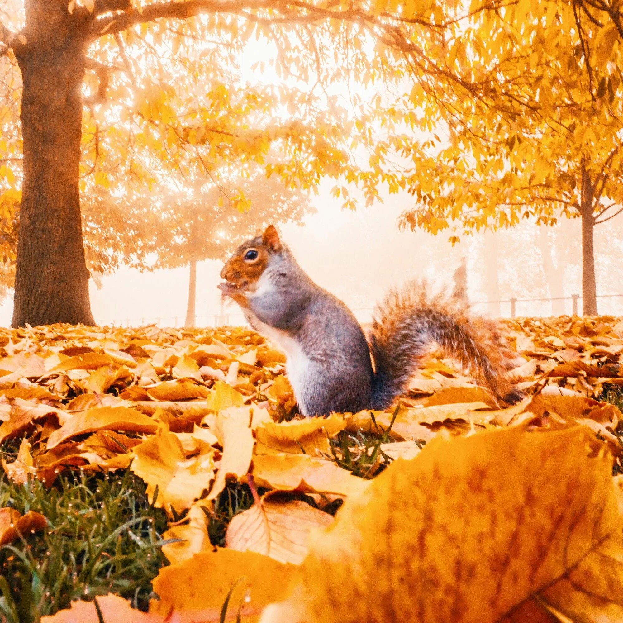 Осень красивое утро картинки. Осень. Осенняя природа. Красивая осень. Природа осень.