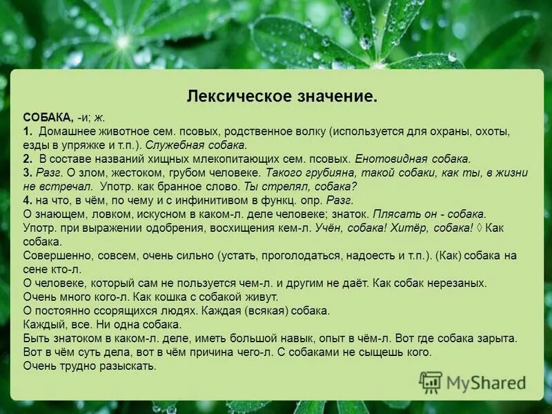 Лексическое значение слова отмечать из предложения 4. Значение слова собака. Лексическое значение слова собака. Лексическое значение слова собака 2 класс. Толкование слова собака.