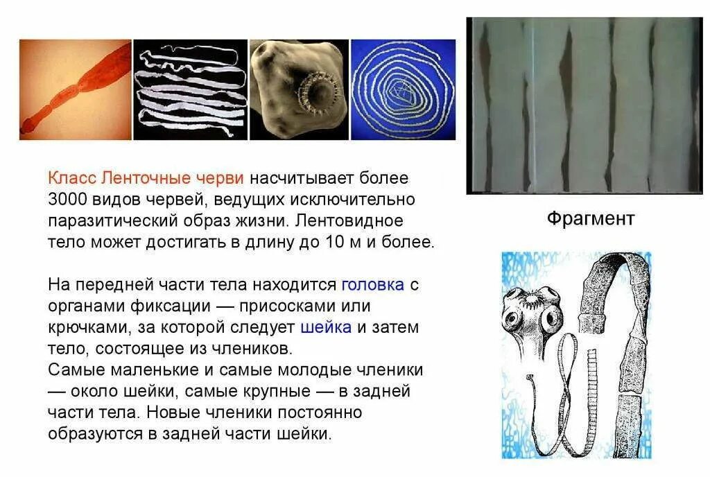 Класс ленточные черви таблица. Сравнительная характеристика плоских червей паразитов. Таблица биологические особенности цестод. Класс ленточные черви таблица. Характеристика типов червей таблица.