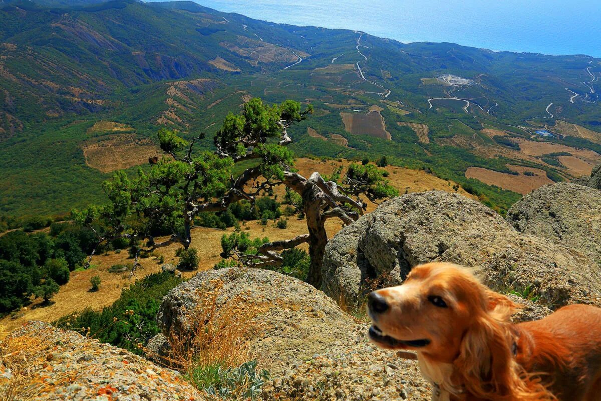 Собака похожая на овчарку с черной мордой. Крымская хаски. Собака на пляже. Крымская хаски. Поющий мухтар ялта.