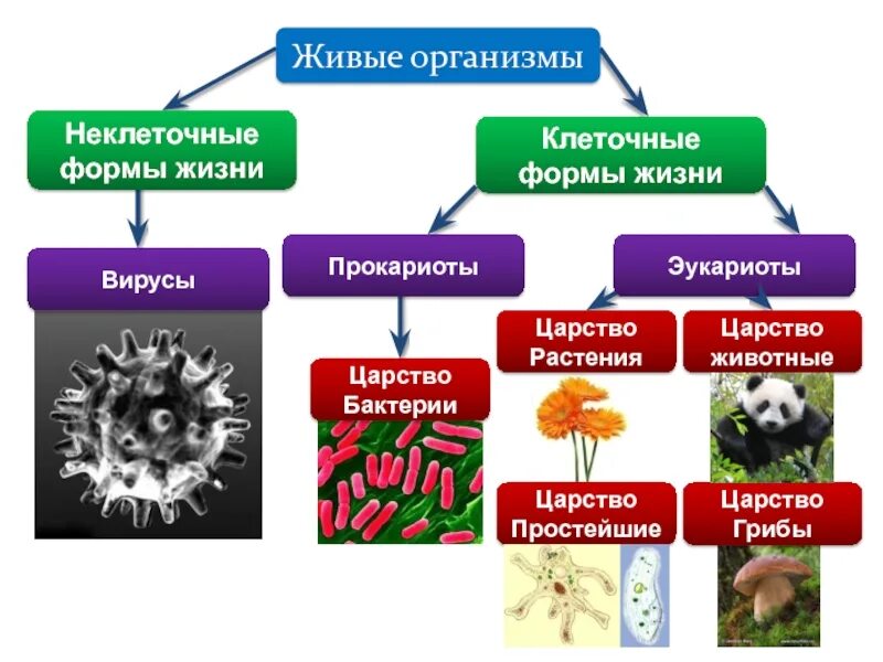 Прокариоты вирусы грибы. Формы жизни клеточные неклеточные биология. Царство живой природы 5 класс биология бактерии. Царство растений животных грибов бактерий вирусов. Классификация живых организмов царства.